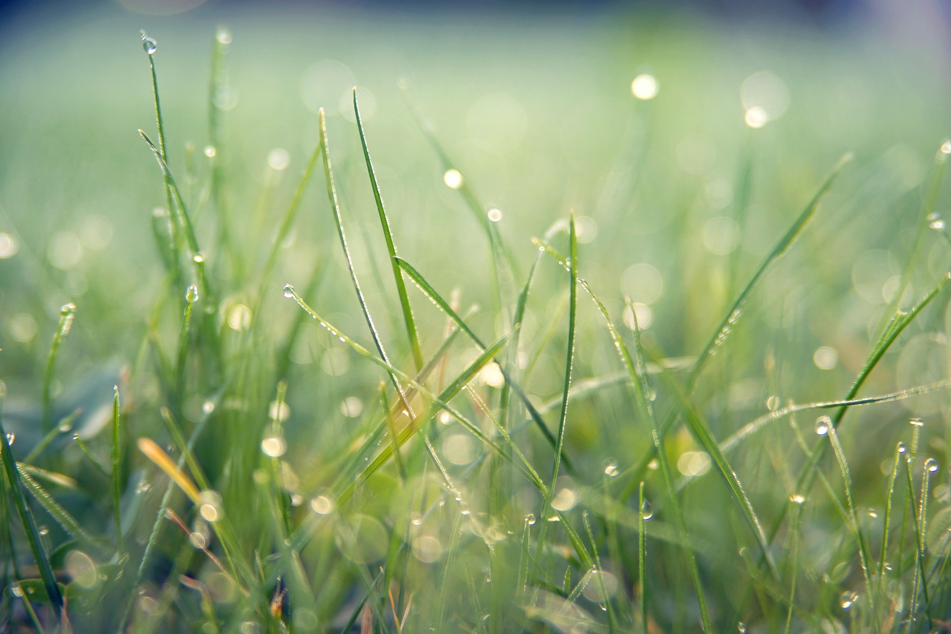 jplenio-grass-7089807_1920